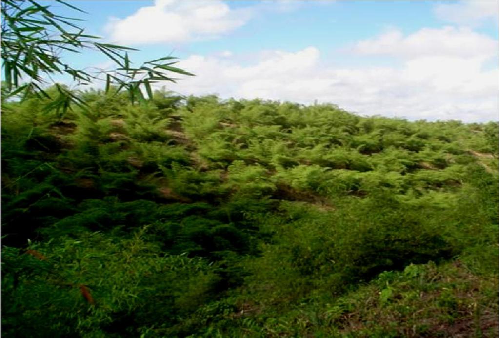 bambu Floresta de Bambu