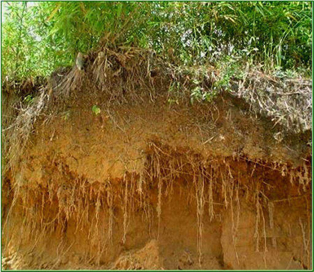 5. A morfologia dos seus rizomas e o sistema de redes dos primeiros 50-100 cm do solo, facilitam a conservação do mesmo, realizando de forma muito