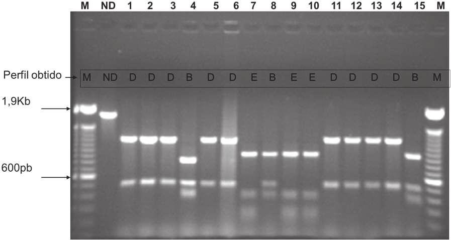 Otimização das técnicas de PCR e RFLP para o gene tbpa de Haemophilus parasuis... 123 et al. (2003). Nestes casos, o resultado da enzima foi registrado com um ponto de interrogação (?