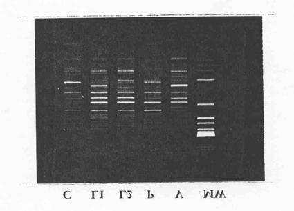 Variabilidade genética entre Fusarium oxysporum e F. oxysporum 1483 1 minuto, 55 0 C por 1 minuto e 72 0 C por 1,5 minutos; e uma extensão final de 72 0 C por 10 minutos.