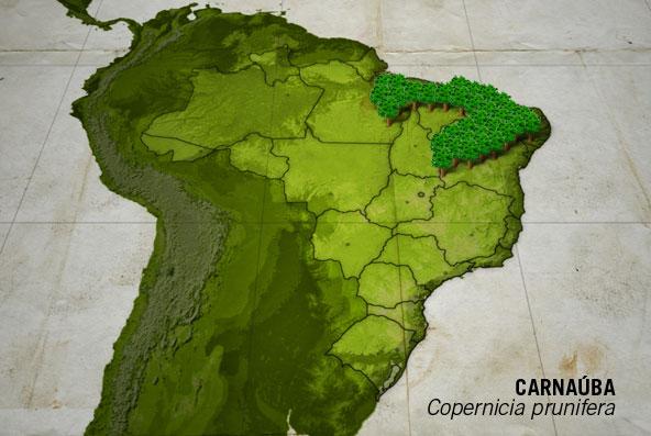 Carnaúba A carnaúba, também chamada carnaubeira e carnaíba, localizada no semi-árido da Região Nordeste do Brasil.