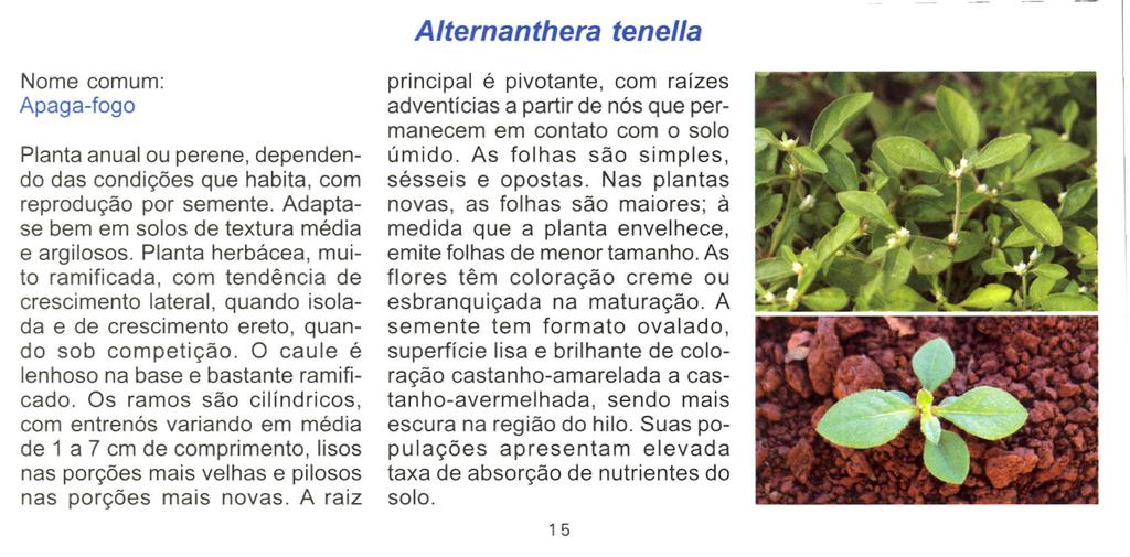 Alternanthera tenella Nome comum: Apaga-fogo Planta anual ou perene, dependendo das condições que habita, com reprodução por semente. Adaptase bem em solos de textura média e argilosos.