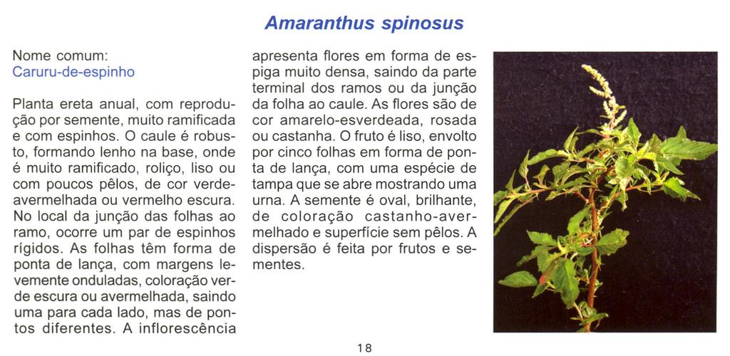 Amaranthus spinosus Nome comum: Caruru-de-espinho Planta ereta anual, com reprodução por semente, muito ramificada e com espinhos.