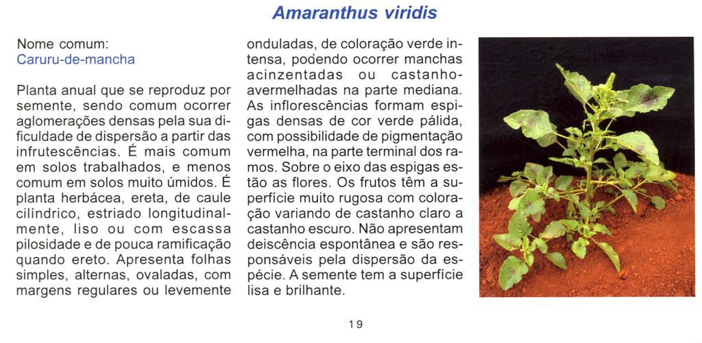 Amaranthus viridis Nome comum: Caruru-de-mancha Planta anual que se reproduz por semente, sendo comum ocorrer aglomerações densas pela sua dificuldade de dispersão a partir das infrutescências.