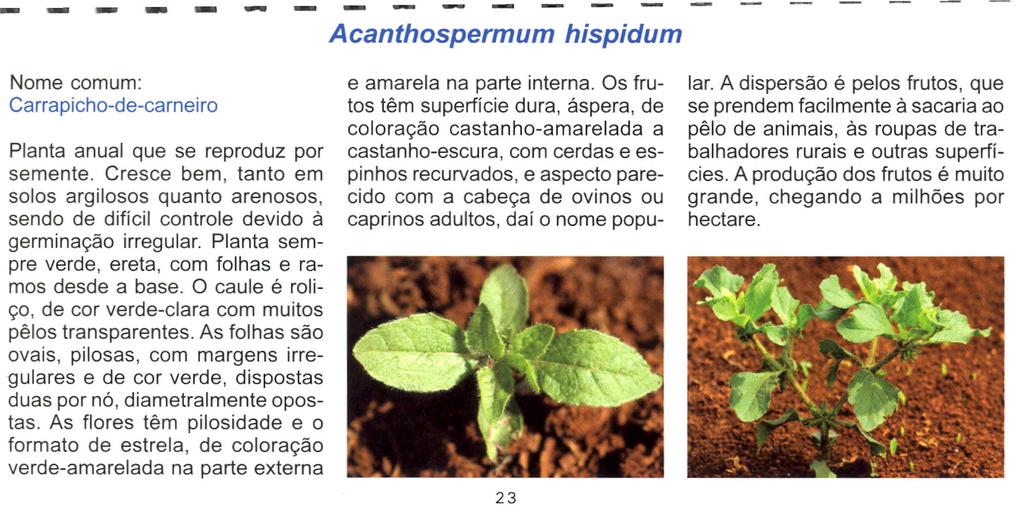 ------,.. Acanthospermum hispidum Nome comum: Carrapicho-de-carneiro Planta anual que se reproduz por semente.