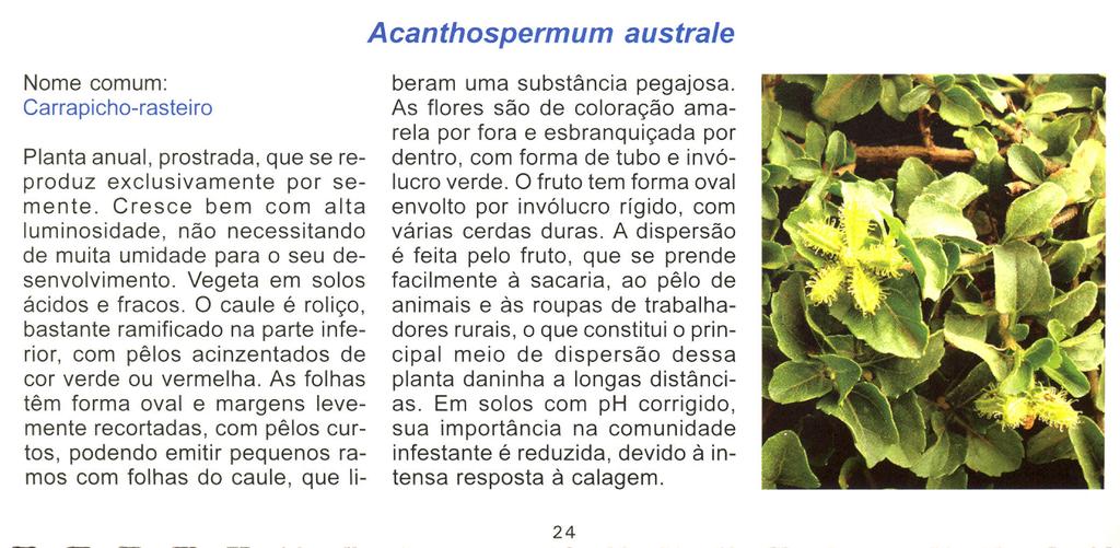 Acanthospermum australe Nome comum: Carrapicho-rasteiro Planta anual, prostrada, que se reproduz exclusivamente por semente.