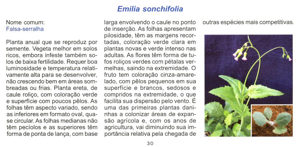 Nome comum: Falsa-serralha Planta anual que se reproduz por semente. Vegeta melhor em solos ricos, embora infeste também solos de baixa fertilidade.