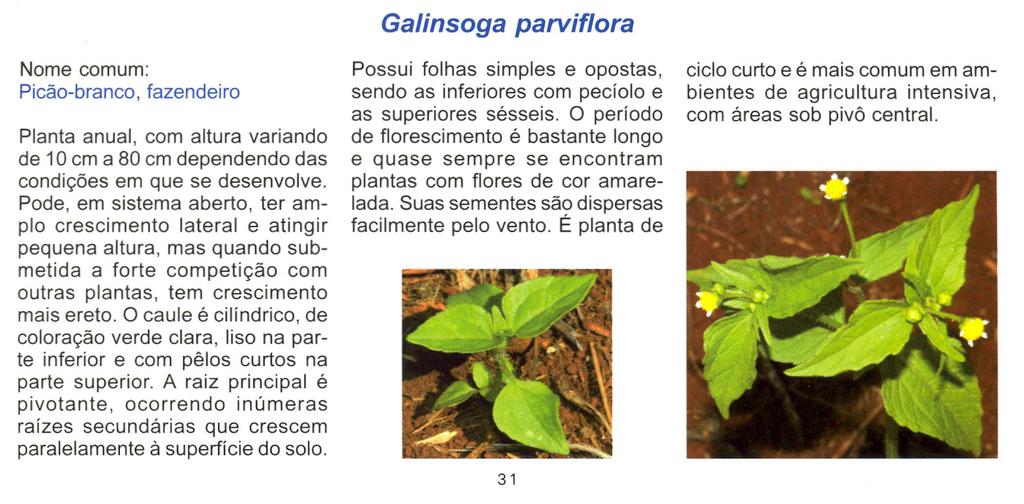 Galinsoga parviflora Nome comum: Picão-branco, fazendeiro Planta anual, com altura variando de 10 cm a 80 cm dependendo das condições em que se desenvolve.