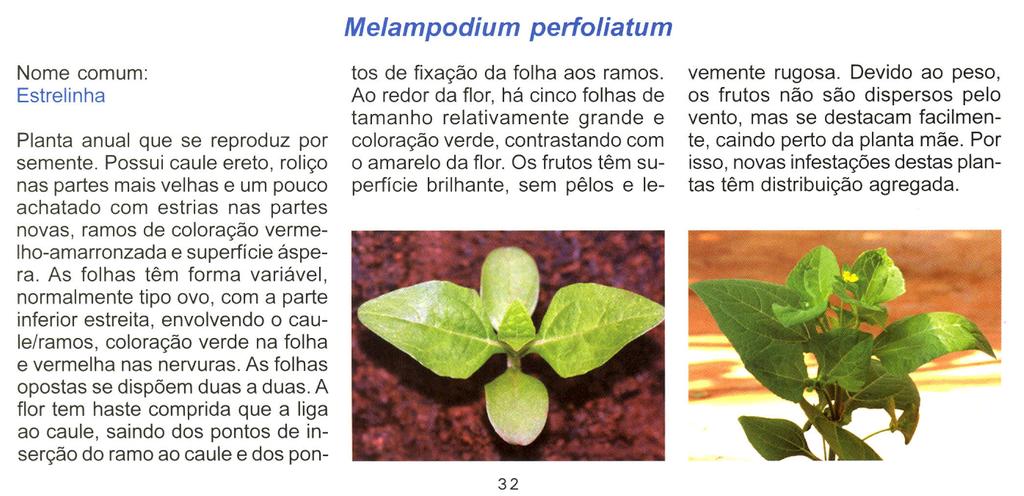 Melampodium perfoliatum Nome comum: Estrelinha Planta anual que se reproduz por semente.