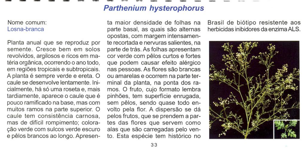 Parthenium hysterophorus Nome comum: Losna-branca Planta anual que se reproduz por semente.