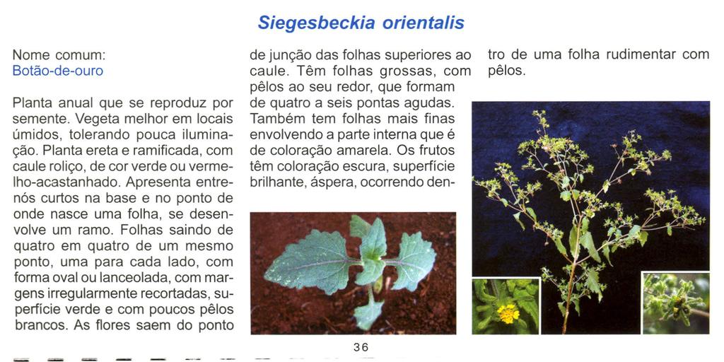 Siegesbeckia orientalis Nome comum: Botão-de-ouro Planta anual que se reproduz por semente. Vegeta melhor em locais úmidos, tolerando pouca iluminação.