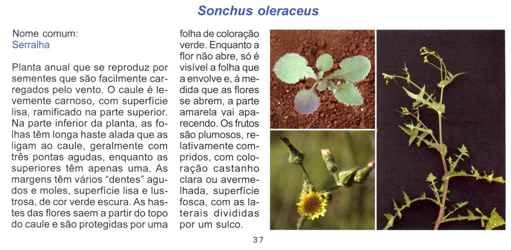 Sonchus oleraceus Nome comum: Serralha Planta anual que se reproduz por sementes que são facilmente carregados pelo vento.