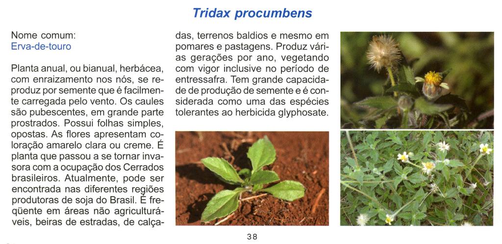 Tridax procumbens Nome comum: Erva-de-touro Planta anual, ou bianual, herbácea, com enraizamento nos nós, se reproduz por semente que é facilmente carregada pelo vento.