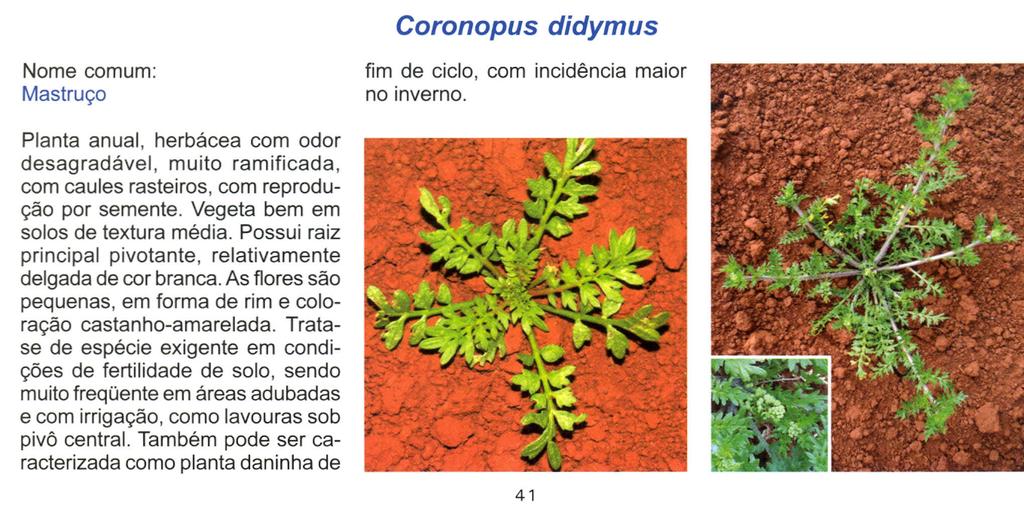 Coronopus didymus Nome comum: Mastruço Planta anual, herbácea com odor desagradável, muito ramificada, com caules rasteiros, com reprodução por semente. Vegeta bem em solos de textura média.