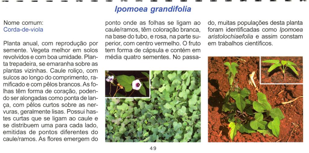 Nome comum: Corda-de-viola Planta anual, com reprodução por semente. Vegeta melhor em solos revolvidos e com boa umidade. Planta trepadeira, se emaranha sobre as plantas vizinhas.