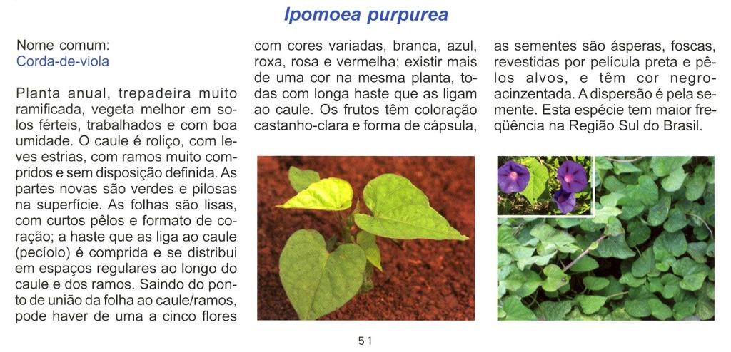 Ipomoea purpurea Nome comum: Corda-de-viola Planta anual, trepadeira muito ramificada, vegeta melhor em solos férteis, trabalhados e com boa umidade.