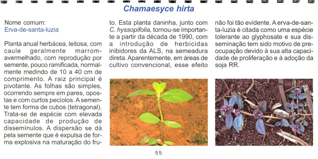 - - - - - - - - - - Chamaesyce hirta - - Nome comum: Erva-de-santa-Iuzia Planta anual herbácea, leitosa, com caule geralmente marromavermelhado, com reprodução por semente, pouco ramificada,