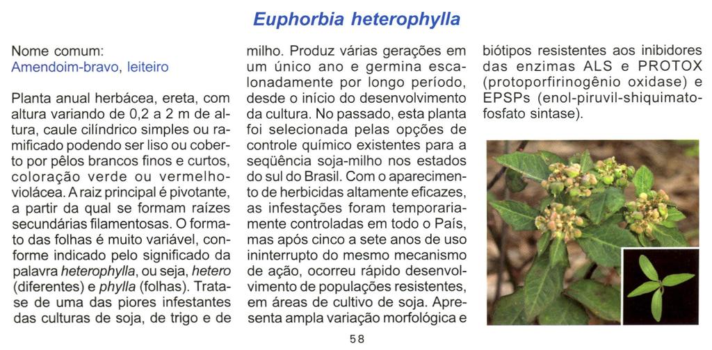 Euphorbia heterophy/la Nome comum: Amendoim-bravo, leiteiro Planta anual herbácea, ereta, com altura variando de 0,2 a 2 m de altura, caule cilíndrico simples ou ramificado podendo ser liso ou