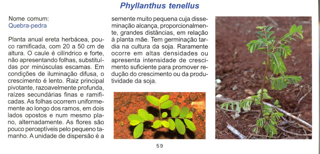 Phy/lanthus tene/lus Nome comum: Quebra-pedra Planta anual ereta herbácea, pouco ramificada, com 20 a 50 cm de altura.