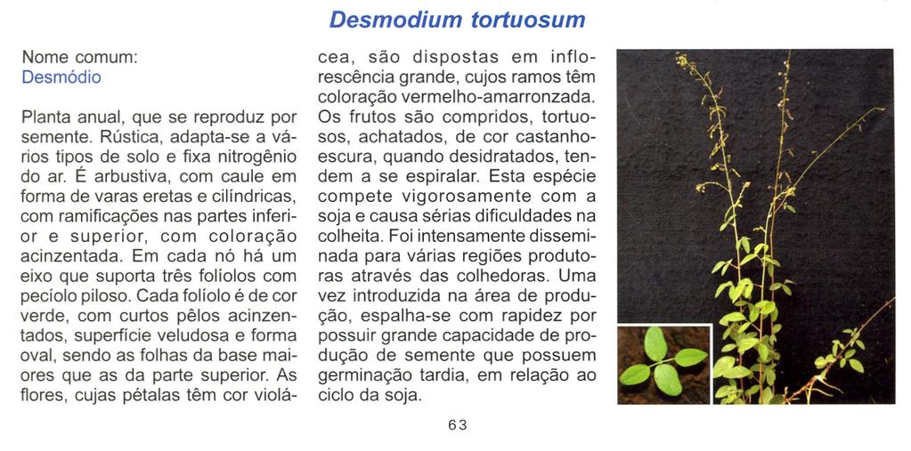 Desmodium tortuosum Nome comum: Desmódio Planta anual, que se reproduz por semente. Rústica, adapta-se a vários tipos de solo e fixa nitrogênio do ar.