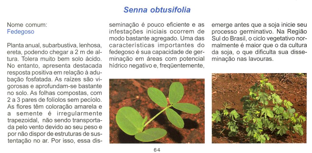 Nome comum: Fedegoso Planta anual, subarbustiva, lenhosa, ereta, podendo chegar a 2 m de altura. Tolera muito bem solo ácido.