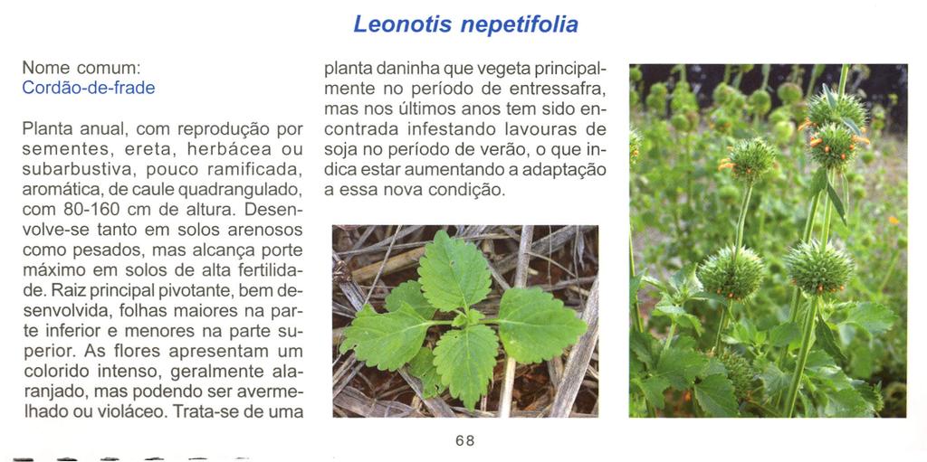 Leonotis nepetifolia Nome comum: Cordão-de-frade Planta anual, com reprodução por sementes, ereta, herbácea ou subarbustiva, pouco ramificada, aromática, de caule quadrangulado, com 80-160 cm de