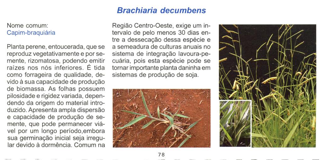 Brachiaria decumbens Nome comum: Capim-braquiária Planta perene, entoucerada, que se reproduz vegetativamente e por semente, rizomatosa, podendo emitir raizes nos nós inferiores.