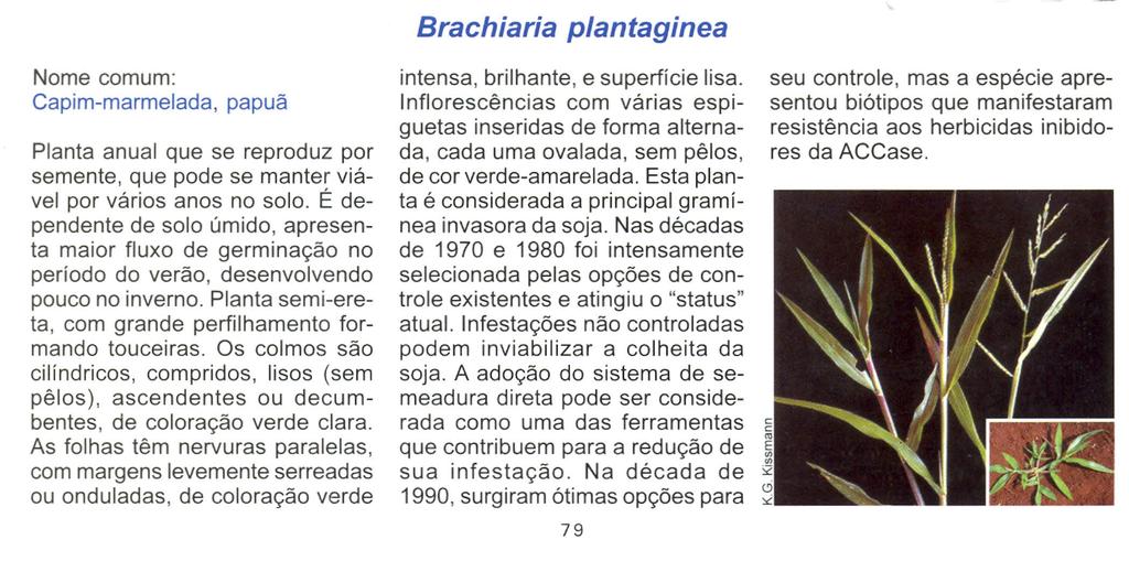 Brachiaria plantaginea Nome comum: Capim-marmelada, papuã Planta anual que se reproduz por semente, que pode se manter viável por vários anos no solo.