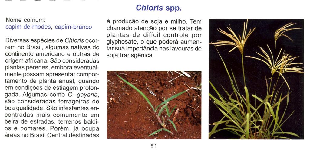 Chloris spp, Nome comum: capim-de-rhodes, capim-branco Diversas espécies de Chloris ocorrem no Brasil, algumas nativas do continente americano e outras de origem africana.