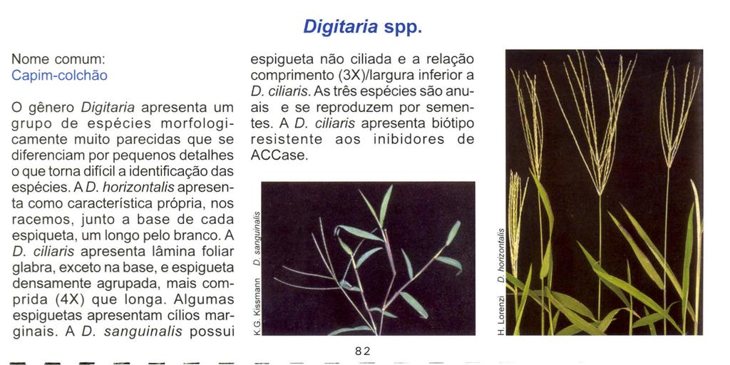 Digitaria spp, Nome comum: Capim-colchão o gênero Digítaria apresenta um grupo de espécies morfologicamente muito parecidas que se diferenciam por pequenos detalhes o que torna difícil a