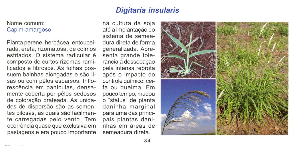 Digitaria insularis Nome comum: Capim-amargoso Planta perene, herbácea, entouceirada, ereta, rizomatosa, de colmos estriados. O sistema radicular é composto de curtos rizomas rarnificados e fibrosos.