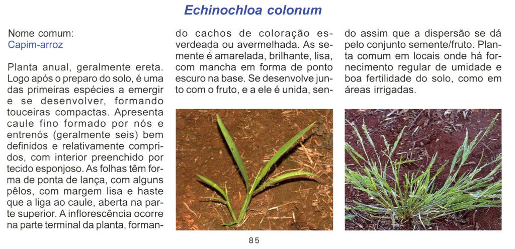 Echinochloa co/onum Nome comum: Capim-arroz Planta anual, geralmente ereta. Logo após o preparo do solo, é uma das primeiras espécies a emergir e se desenvolver, formando touceiras compactas.