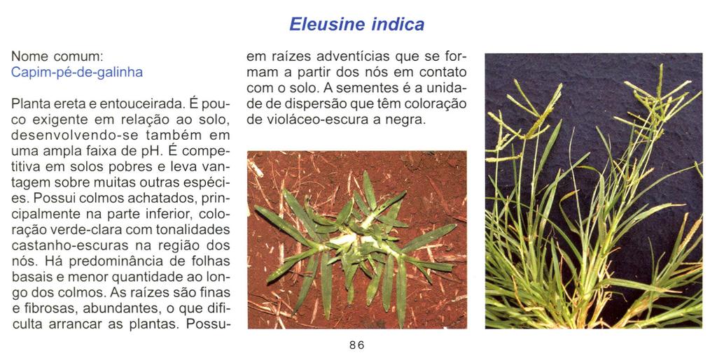 Eleusine indica Nome comum: Capim-pé-de-galinha Planta ereta e entouceirada. É pouco exigente em relação ao solo, desenvolvendo-se também em uma ampla faixa de ph.