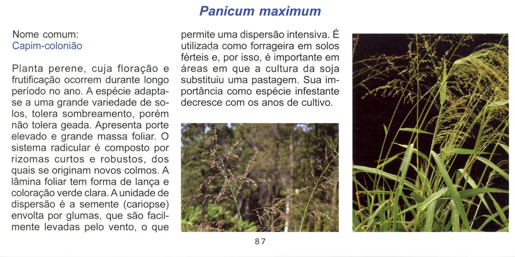 Panicum maximum Nome comum: Capim-colonião Planta perene, cuja floração e frutificação ocorrem durante longo período no ano.