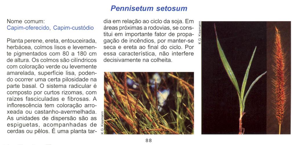 Pennisetum setosum Nome comum: Capim-oferecido, Capim-custódio Planta perene, ereta, entouceirada, herbácea, colmos lisos e levemente pigmentados com 80 a 180 cm de altura.