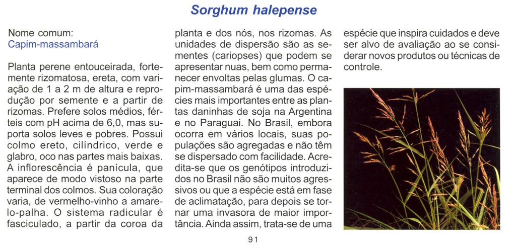 Sorghum halepense Nome comum: Capim-massambará Planta perene entouceirada, fortemente rizomatosa, ereta, com variação de 1 a 2 m de altura e reprodução por semente e a partir de rizomas.