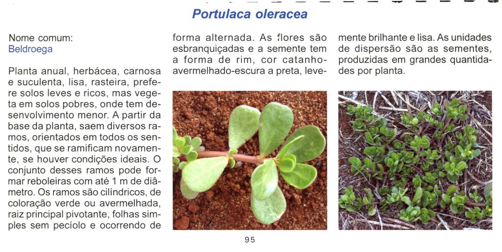 Nome comum: Beldroega Planta anual, herbácea, carnosa e suculenta, lisa, rasteira, prefere solos leves e ricos, mas vegeta em solos pobres, onde tem desenvolvimento menor.