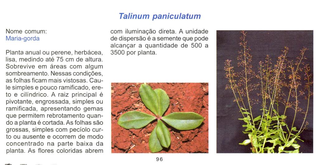 Talinum paniculatum Nome comum: Maria-gorda Planta anual ou perene, herbácea, lisa, medindo até 75 cm de altura. Sobrevive em áreas com algum sombreamento.