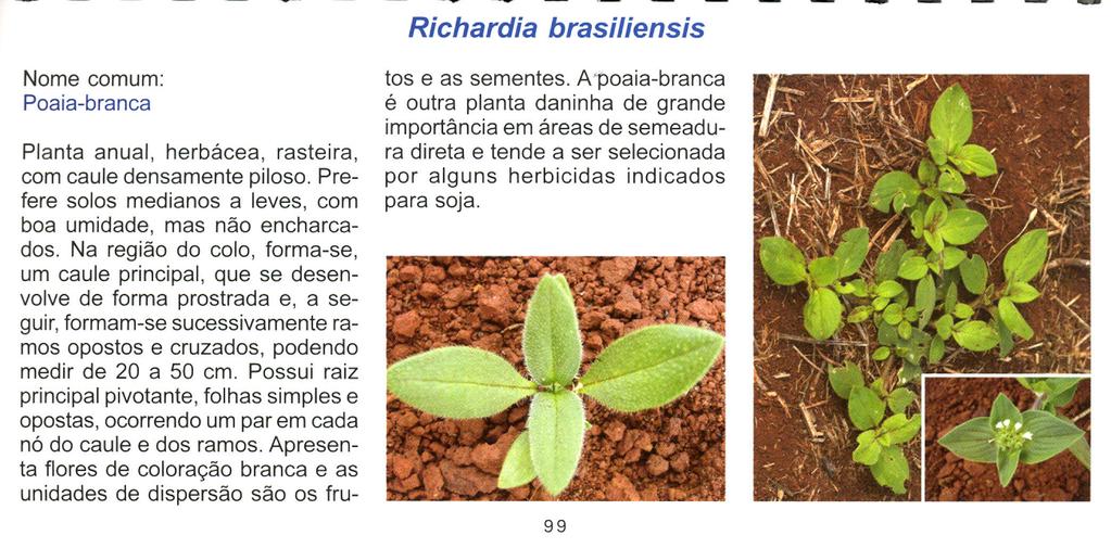 Richardia brasiliensis Nome comum: Poaia-branca Planta anual, herbácea, rasteira, com caule densamente piloso. Prefere solos medianos a leves, com boa umidade, mas não encharcados.