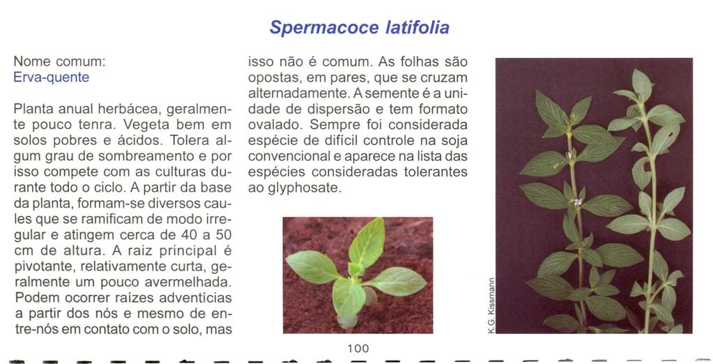 Spermacoce latifolia Nome comum: Erva-quente Planta anual herbácea, geralmente pouco tenra. Vegeta bem em solos pobres e ácidos.