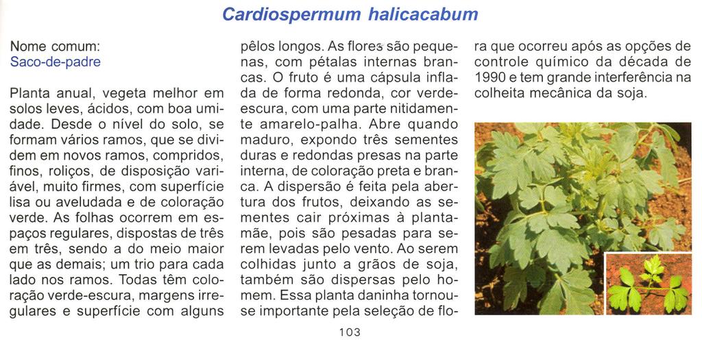 Cardiospermum halicacabum Nome comum: Saco-de-pad re Planta anual, vegeta melhor em solos leves, ácidos, com boa umidade.