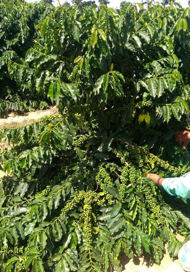 Aspecto de cafeeiro da cultivar Catucai