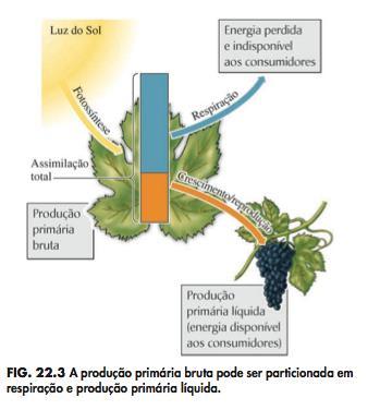 Produção Primária