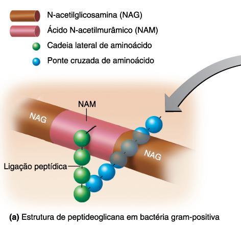 Gram-Positive Cell Walls Ácidos teicoicos Ácido lipoteicoico