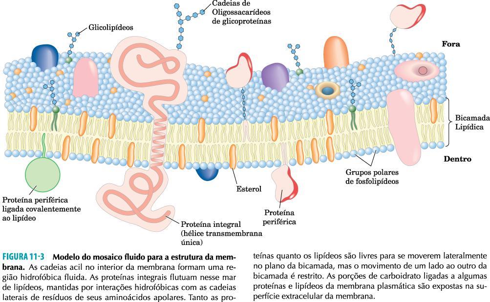 Membrana