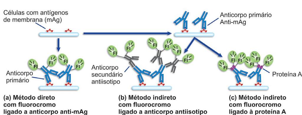 Testes fluorescentes heterogêneos: em (a) imunofluorescência direta (IFD), em (b) imunofluorescência