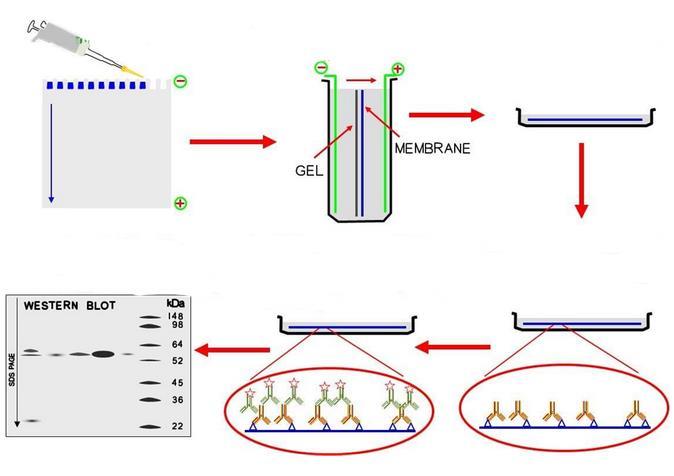 1 2 3 1. Eletroforese 2. Transferência para membrana 3.