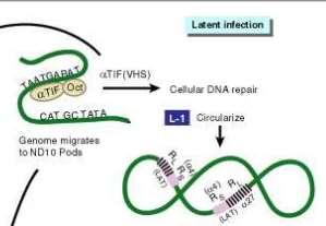 Infecção