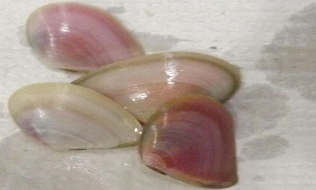 26 espécies têm conchas muito semelhantes que só podem ser distinguidos por precisos exames morfológicos, incluindo o exame das partes moles.
