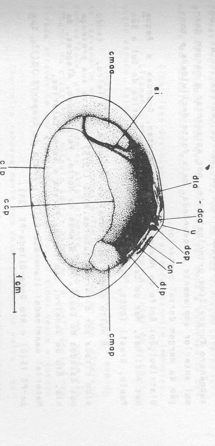 28 Figura 3 - Tellina lineata Turton, 1819.
